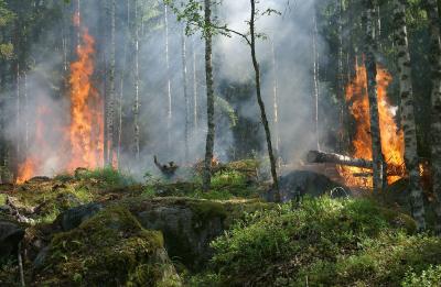 Bild der Meldung: Hohe Waldbrandgefahr in den nächsten Tagen