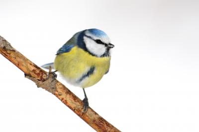 Blaumeise (C)NABU/Fotograf: F. Derer Blaumeise (C)NABU/Fotograf: F. Derer