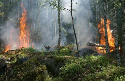 Hohe Waldbrandgefahr in Teilen Hessens - Umweltministerium ruft Alarmstufe A aus (Bild vergrößern)
