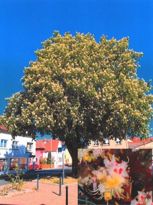Vorschaubild : Baum des Monats – Die Rosskastanie
