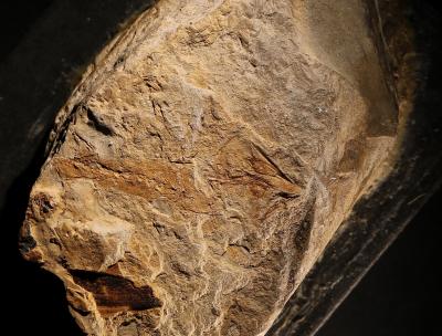 Unscheinbar und doch einmalig: Fossil des Urzeit-Salamanders