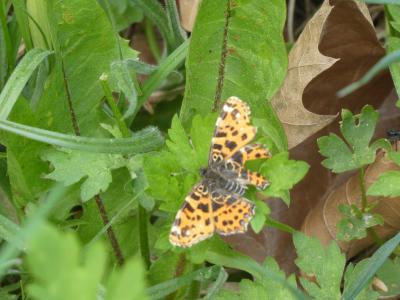 Foto zur Meldung: Begehung der Schmetterlingswiesen Eilenburg