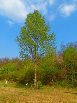 Vorschaubild : Baum des Monats – Die Europäische Schwarzpappel (Populus nigra)