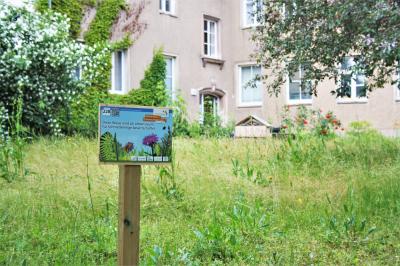 Foto zur Meldung: Neue Schmetterlingswiese im Herzen von Eilenburg