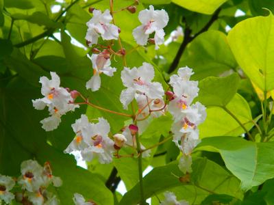 Vorschaubild : Baum des Monats – Der Trompetenbaum (Catalpa bignonioides)