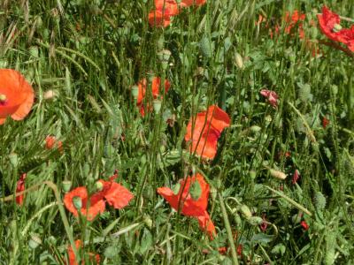 Die Schulanfängerdetektive der Kita „Pusteblume“ sind wieder los … Die Schulanfängerdetektive der Kita „Pusteblume“ sind wieder los …
