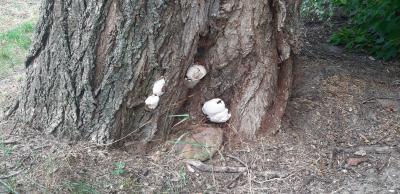 Das Bild zeigt den Pilzbefall an einem Baum.