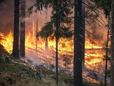 Hohe Waldbrandgefahr in weiten Teilen Hessens