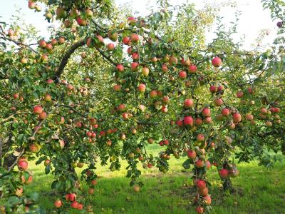 Vorschaubild : Erhalt von Streuobstwiesen in Zeiten des Klimawandels