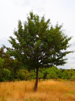 Vorschaubild : Baum des Monats – Der Speierling (Sorbus domestica)