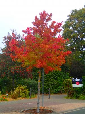 Vorschaubild : Baum des Monats – Der Amerikanische Amberbaum (Liquidambar styraciflua)