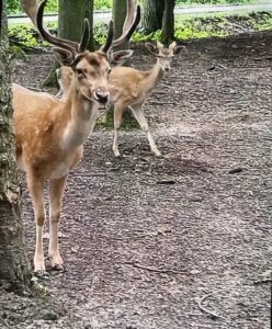 Damhirsche