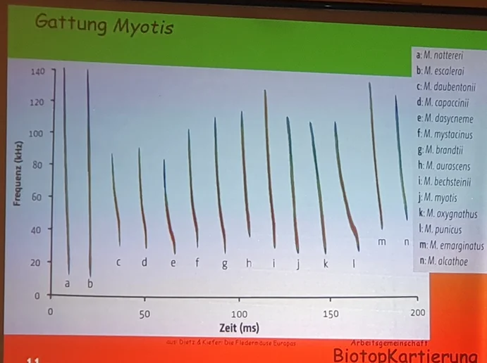Sonagramm der Myotisarten