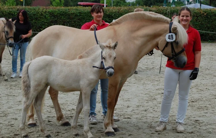 750x480-crop-90-dsc_2630_siegerstutfohlen_louvy