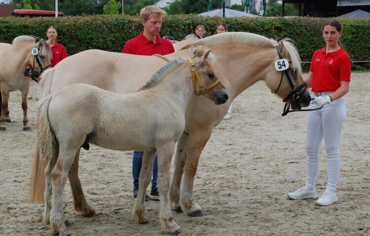 750x480-crop-90-dsc_2643_siegerhengstfohlen_vonnjo