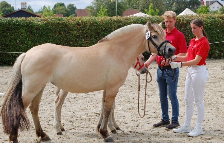 750x480-crop-90-dsc_2700_reservesieger_stute_lieve