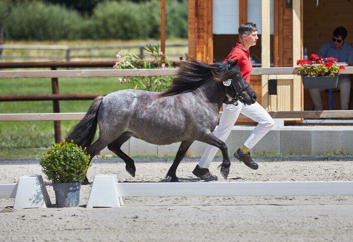 700x480-crop-90-2025alsfeldponyelite0233_siegestute_shetland_pony__b._franca_lange