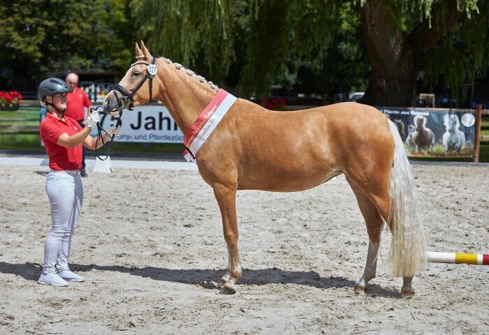 700x480-crop-90-2025alsfeldponyelite0475_gesamtsiegerin_reitpony_
