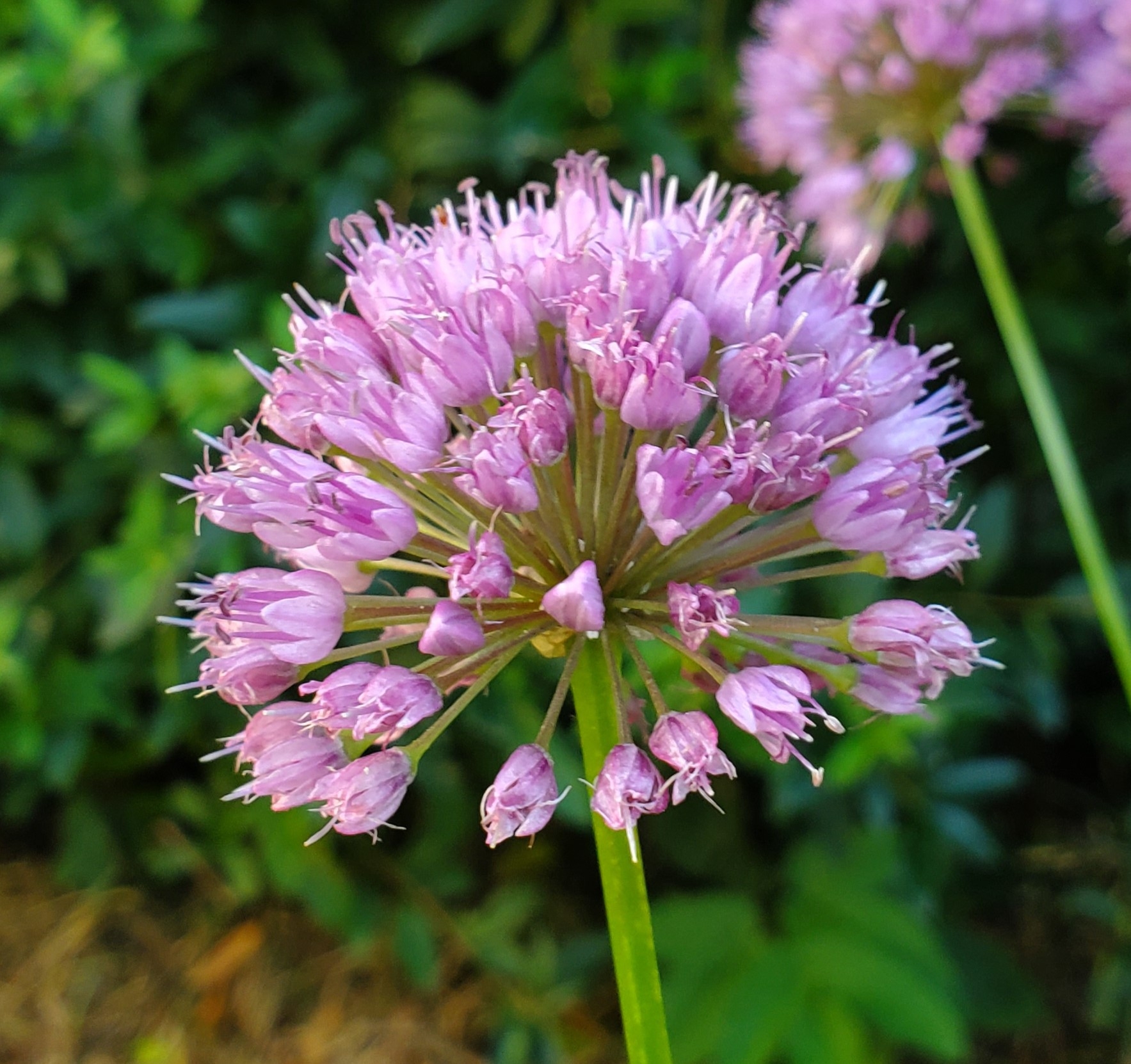 Allium