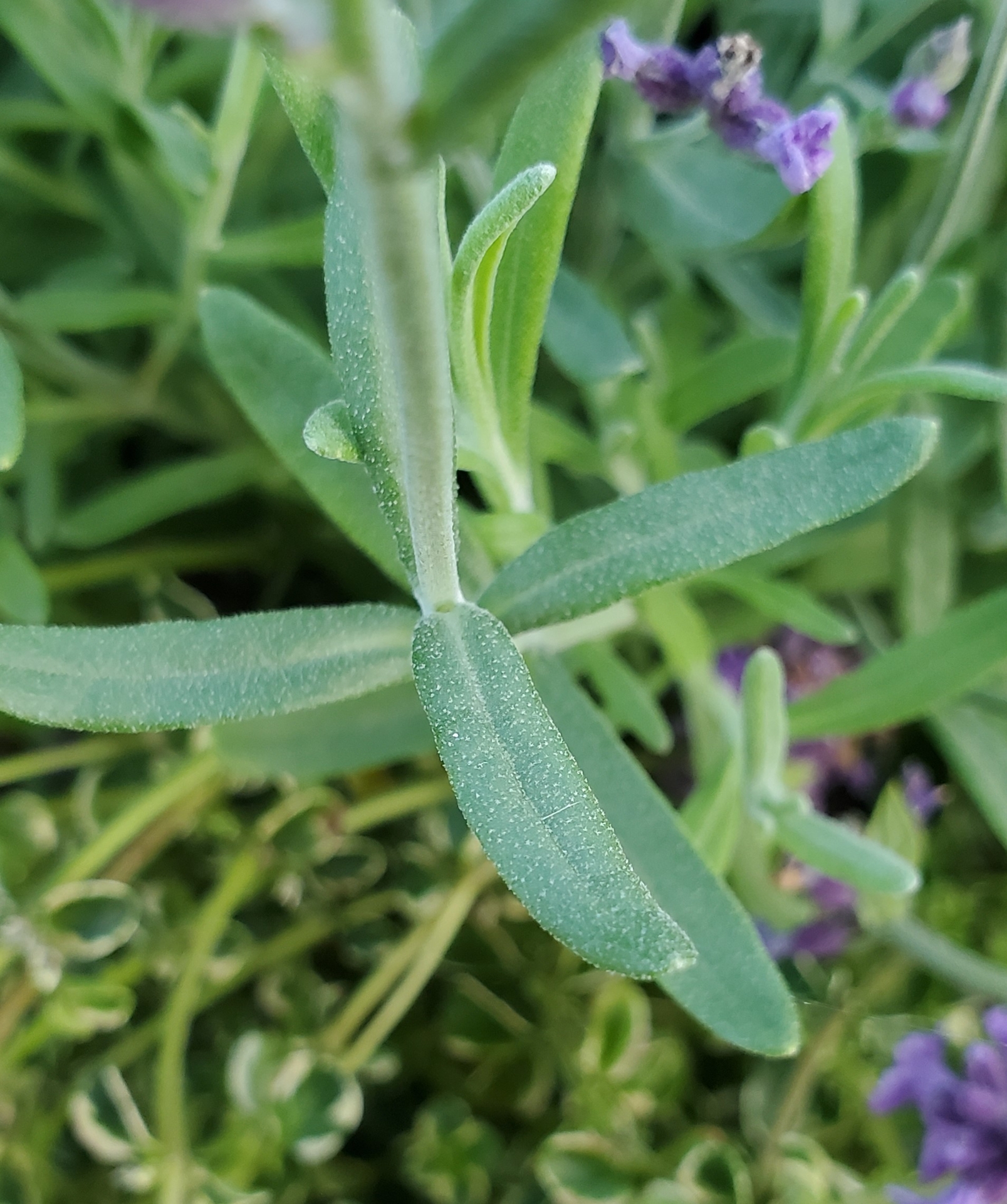 Lavendel