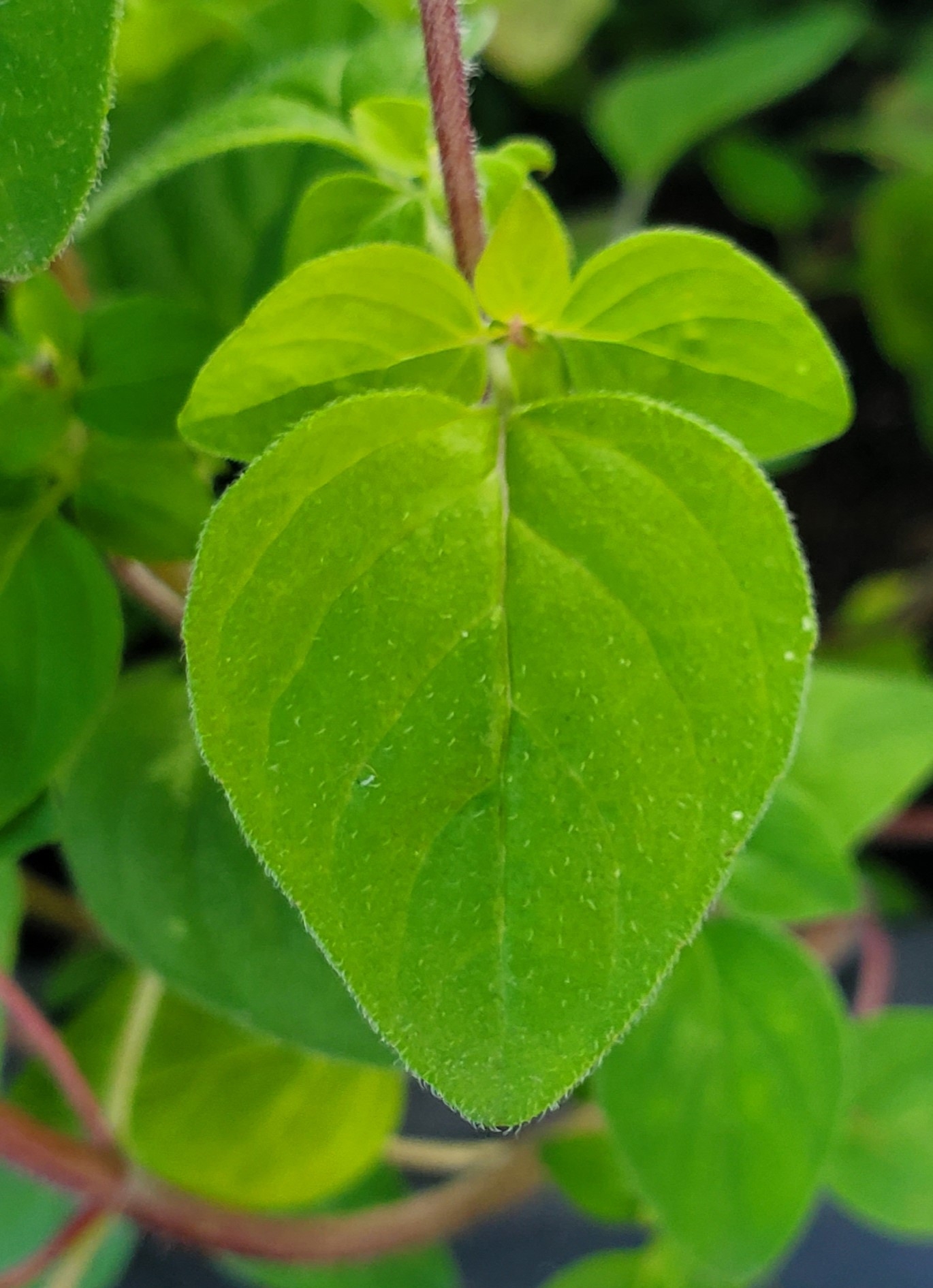 Oregano