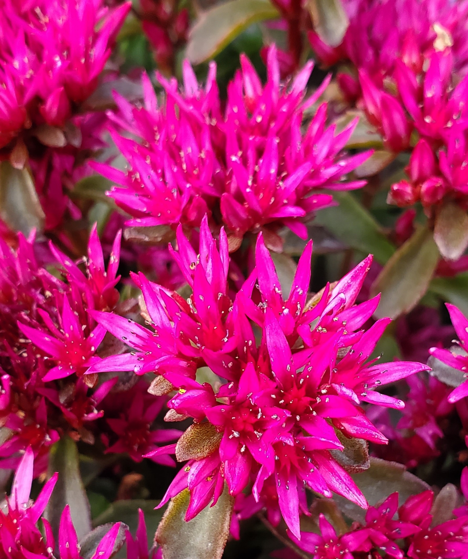 Sedum