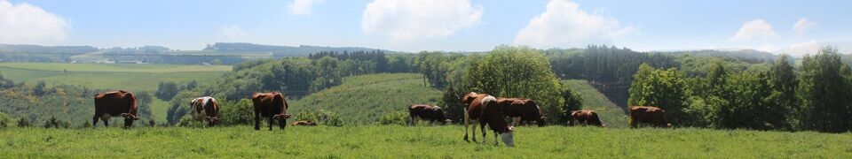 Breites Bild mit Kühen