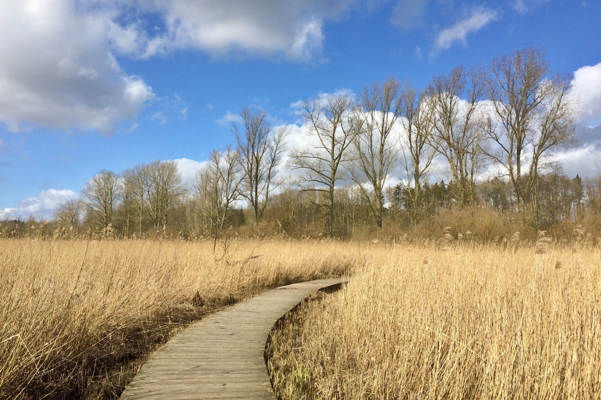Brenner Moor im Frühling (Foto: Stadt Bad Oldesloe / Manja Eggers)