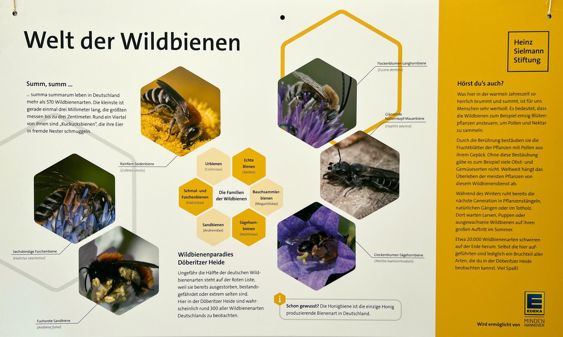 Schautafel Wildbienen (Copyright: Heinz Sielmann Stiftung)