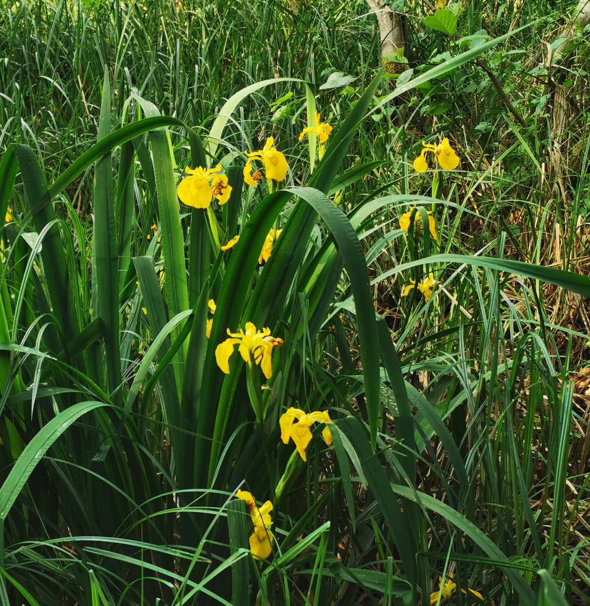 Sumpfschwertlilie-1