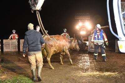 Foto zur Meldung: Einsatz: Neun Rinder aus Güllekanal gerettet