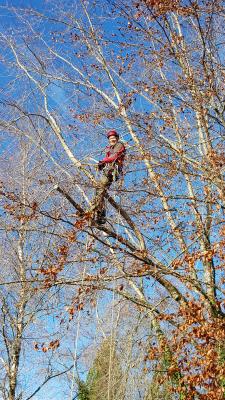 Neue Nachrichten aus dem Hotzenwald-Naturgarten: Baumpflege auch im eigenen Garten
