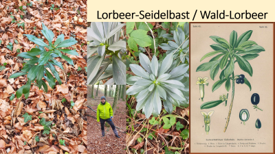 Wald-Lorbeer im NSG Buhrenboden bei Minseln (22.11.2020)