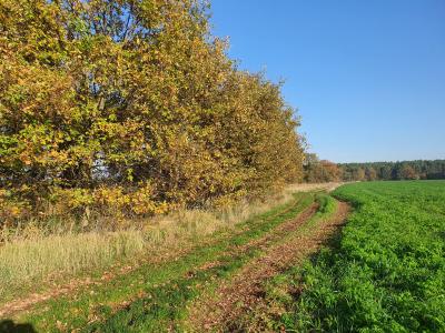 Herbst auf dem Pernitzer Hof (Bild vergrößern)