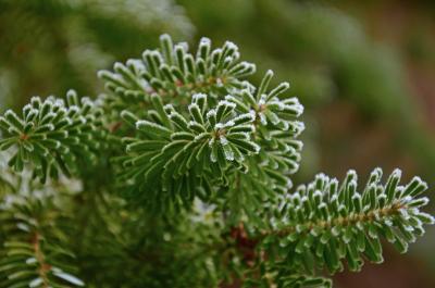 Bild der Meldung: Weihnachtsbaum für Alle