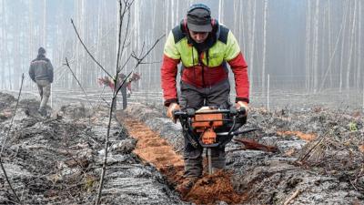 Foto zur Meldung: Groß Laasch - Neue Bäume beleben Brandfläche