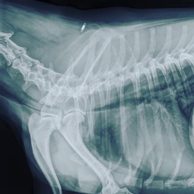 Röntgenbild eines Trachealkollaps