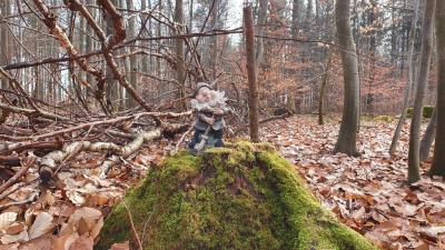 Bilder aus dem Nechtelser Holz