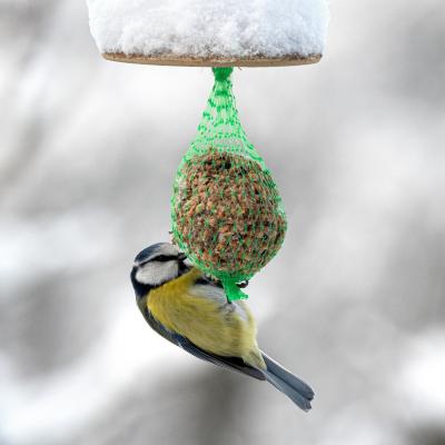 Heimische Vögel im frostigen Winter unterstützen