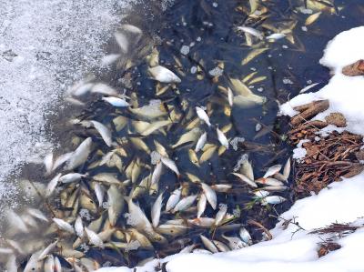 Foto zur Meldung: Fische sterben unter der Eisdecke