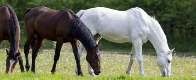 Foto zur Meldung: Fütterung: Pferde richtig füttern