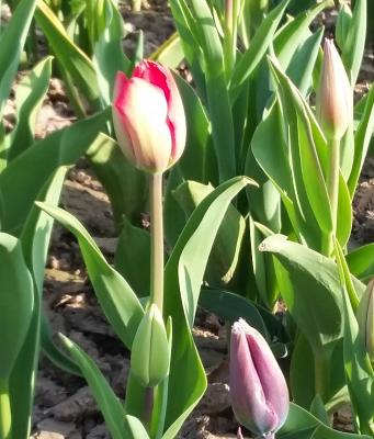 Unsere Blumenfelder sind ab sofort geöffnet!