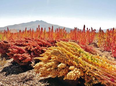 Quinoa - das Wunderkorn der Inka
