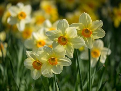 Frohe Ostern