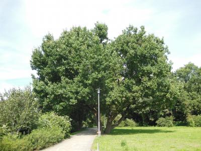Tag des Baumes 2021: Wie gut kennen Sie die Bäume in Ihrer Heimatstadt Fürstenwalde?