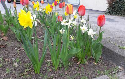 Foto zur Meldung: Bunte Blumen im Nordertor