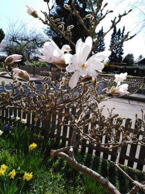 weiße Magnolie in Blüte