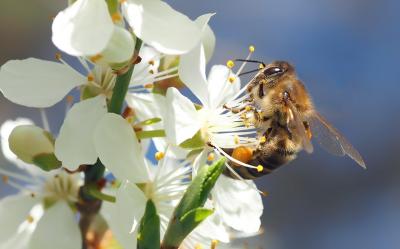 Der 20. Mai ist Weltbienentag