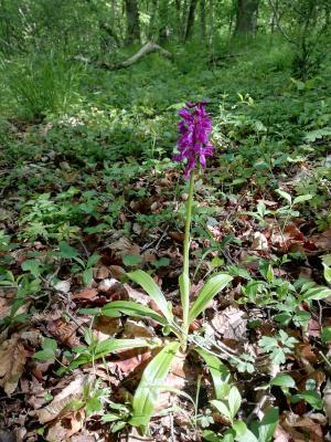 Orchis_mascula (Foto: C. Kluger)
