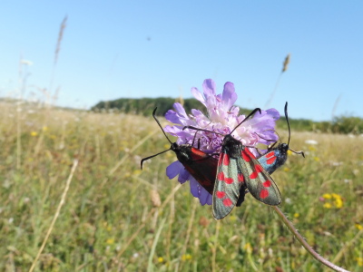 Foto zur Meldung: Tipps zur insektenfreundlichen Grünlandbewirtschaftung
